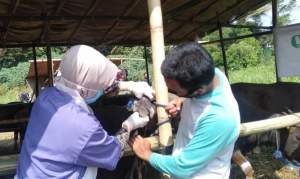 Distan Kota Serang Cek  Kesehatan Hewan Kurban