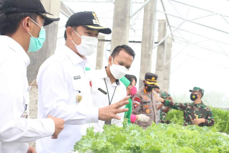 Mad Romli Panen Raya Bareng Danrem 052 di Teluknaga