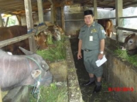 Kandang Penggemukan Sapi Di Pondok Aren Dikeluhkan Warga