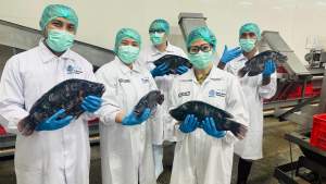 Tinjau Proses Pengolahan Ikan Tilapia RSI, Kemenko Pangan RI Akui Dapat Ilmu Mengolah Ikan Yang Baik