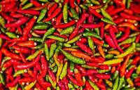 Bikin Geger, Ratusan Kilogram Cabai Dibuang ke Selokan