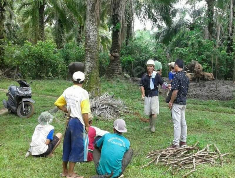 Pencurian Ternak Kembali Marak di Panggarangan