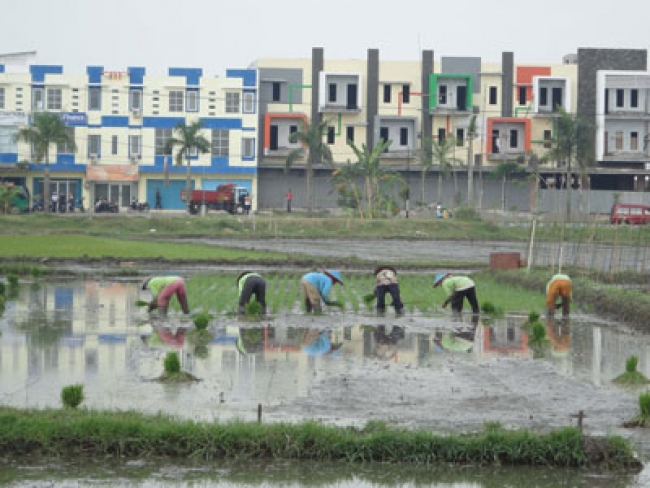 Darurat Lahan Pertanian Pangan Berkelanjutan
