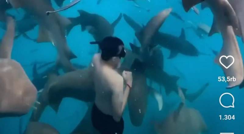 Momen Menegangkan Pria Berenang dengan Sekolompok Hiu