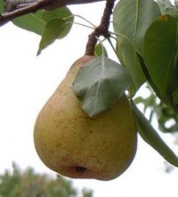 Selain Cegah Kanker, Ini 3 Manfaat Lainnya Makan Buah Pir