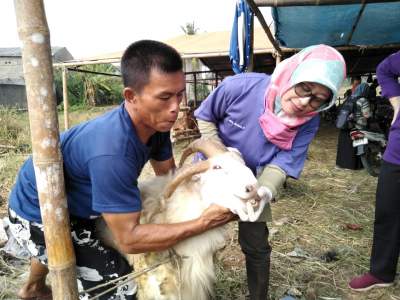 Pastikan Hewan Quran Sehat, DPKP Kota Serang Periksa Kesehatan Hewan Qurban