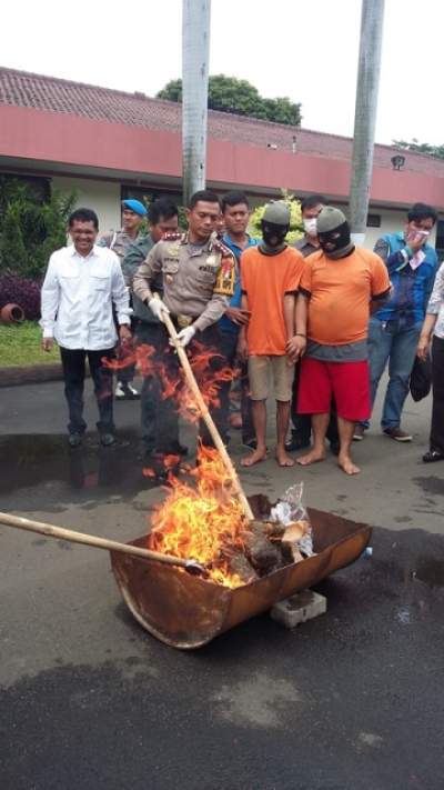 Akhirnya, Ganja 7kg Dimusnahkan Polres Metro Tangerang Kota