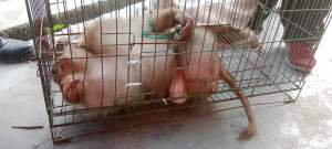 Beruk milik warga Tebing Tinggi dievakuasi.