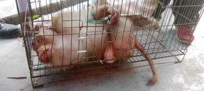 Beruk milik warga Tebing Tinggi dievakuasi.