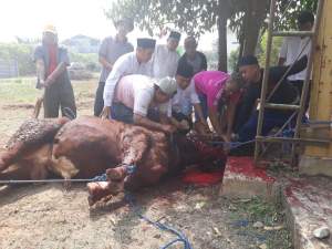 Mad Romli Kurbankan 26 Sapi