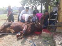 Mad Romli Kurbankan 26 Sapi