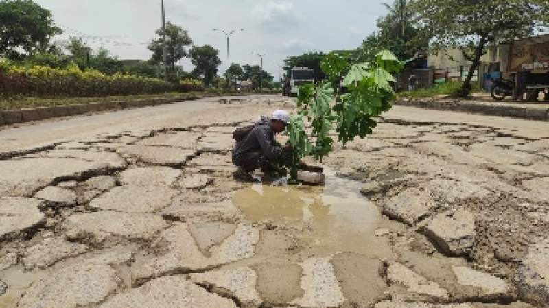 Warga sekitar menanam pohon singkong di JLS sebagai bentuk protes terhadap Pemkot Cilegon lantaran jalan tersebut tak kunjung diperbaiki, Kamis (10/2/2022).