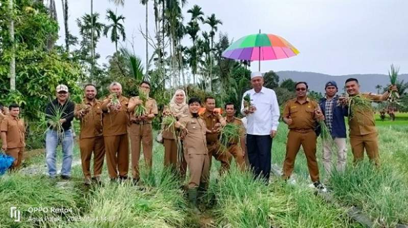 Bupati Pasaman Barat bersama OPD ikut menyaksikan panen perdana bawang merah yang ditanam masyarakat Kec.Talamau,Kab.Pasbar,Sumbar