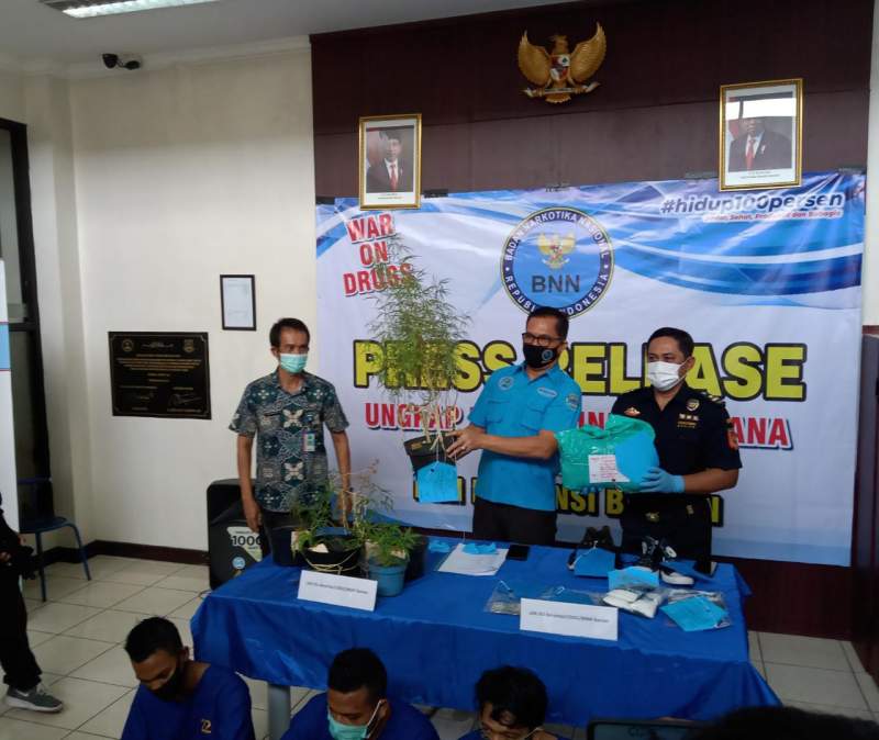 Awal Tahun 2021, BNNP Banten Ungkap Peredaran Tanaman Ganja