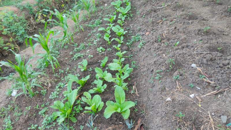 PPBNI Satria Banten Sukadiri Manfa'atkan Lahan Kosong Menjadi Lahan Pertanian