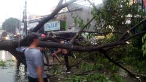 Akibat Pohon Tumbang, Jalan Raden Patah Sempat Mengalami Kemacetan
