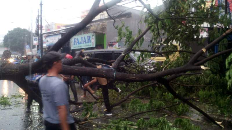 Akibat Pohon Tumbang, Jalan Raden Patah Sempat Mengalami Kemacetan