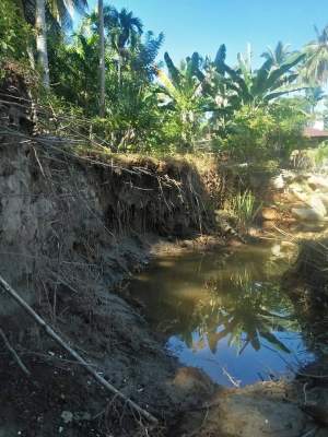 Tanah dan Tanaman Milik Warga Amblas ke Sungai,Tanggul Ambruk