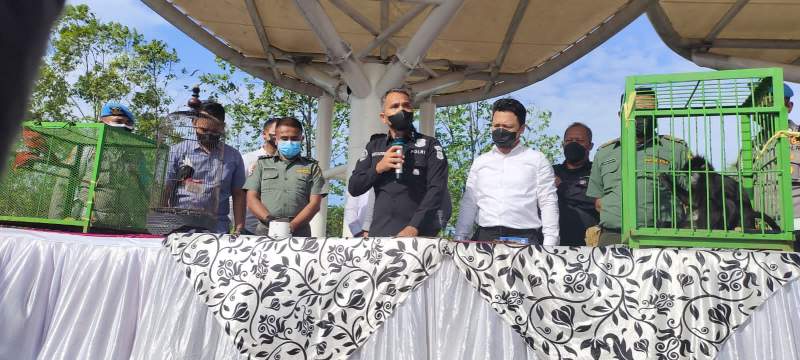 Lantaran Peliharaan Lutung, Pemilik Rumah Makan di Cilegon Terancam Bui