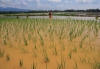 Sawah terendam di Provinsi Banten (bantenpos)