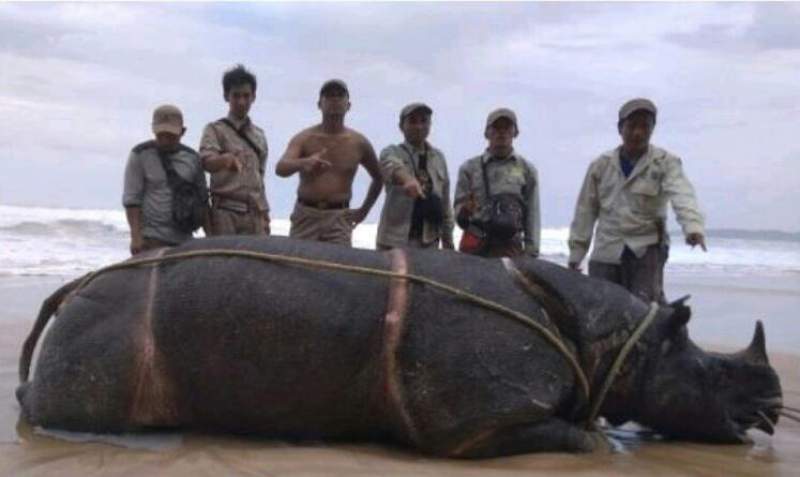 &ldquo;Samson&rdquo; Ditemukan Tewas di Resort Karang Ranjang