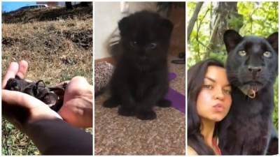 Wanita Ini Tak Sengaja Besarkan Macan Kumbang, Awalnya Dikira Anak Kucing