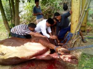 Ketua DPRD Kabupaten Tangerang Mahir Sembelih Hewan Qurban