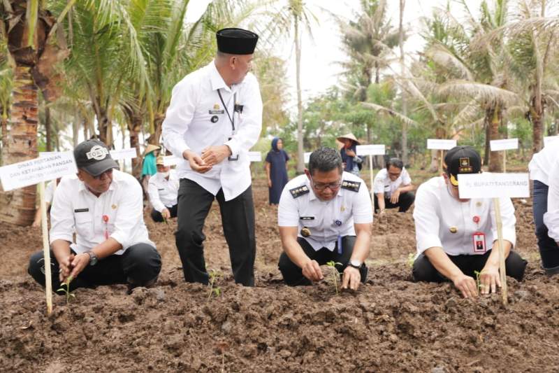 Pj Bupati Tangerang Tanam Bibit Cabai di Desa Kohod