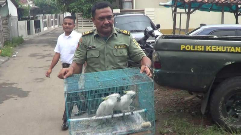 BKSDA Serang Amankan Dua Ekor Kakak Tua Jambul Kuning Dari Medsos