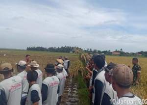 Danramil 09/ Mauk Bersama Camat Sukadiri Hadiri Penyuluhan Tanam Padi