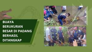 Penemuan Buaya di Padang (Aisyah/Red)