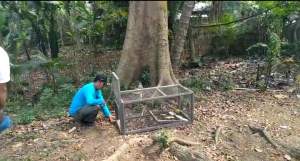 Monyet Liar Ganggu Warga, BKSDA Pasang Perangkap