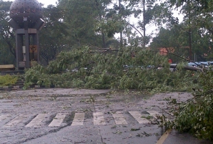 pohon tumbang di tugu adipura.