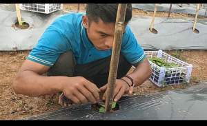 Peringati HPN 2024, Wartawan TVone Petani Tanam 10.000 Bibit Cabai