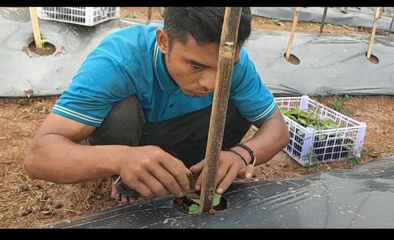 Peringati HPN 2024, Wartawan TVone Petani Tanam 10.000 Bibit Cabai