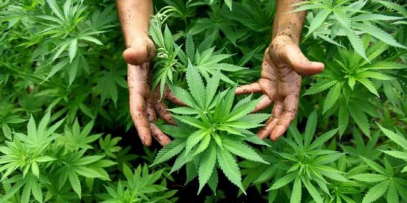 Thailand Resmi Hapus Ganja dari Daftar Obat-obatan Terlarang