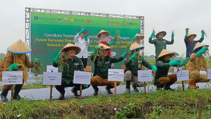 Kolaborasi BI Banten dan Pemprov, Panen Bersama  Luas 1 Hektar Hasilkan 13,5 Ton Bawang Merah