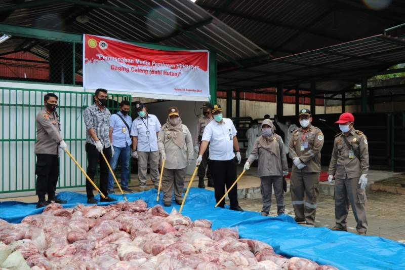 Daging Celeng Hasil Tangkapan di Musnahkan BKP Kelas II Cilegon