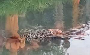 Mayat Wanita Mengapung di Kali Kosambi Gegerkan Warga