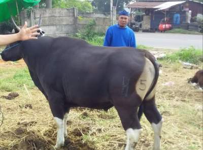 Jelang Hari Raya Idul Adha, Sapi Asal Bima NTB  Diserbu Pembeli
