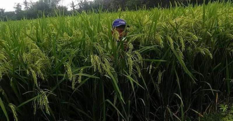 Masa Pandemi Covid 19, Produksi Beras di Kota Serang Meningkat