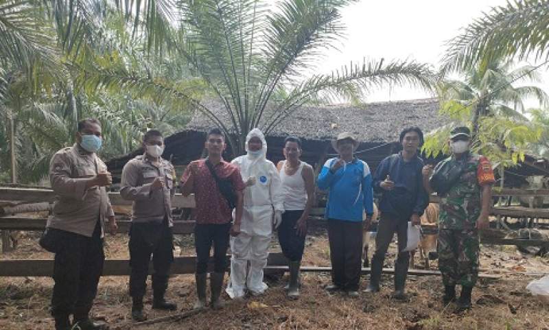 Pencegahan Penyakit Mulut dan Kuku, Polres Tanjungbalai Laksanakan Vaksinasi Hewan