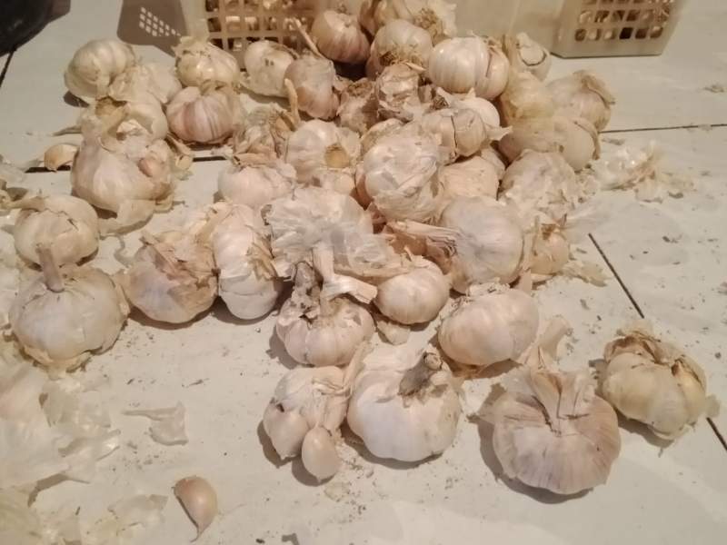 Pemprov Banten Gagal, Bawang Putih Bukannya Turun malah Tinggi